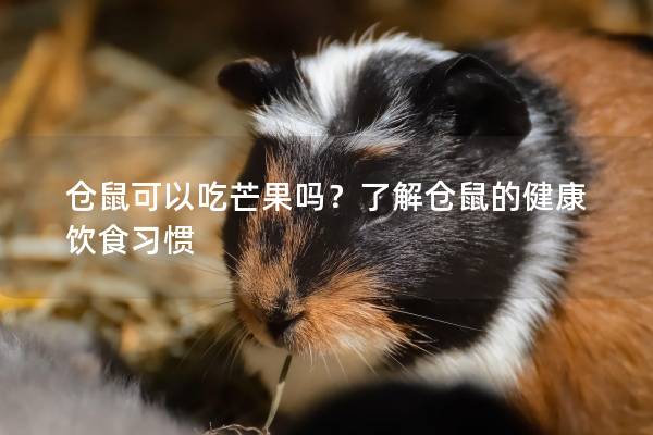 仓鼠可以吃芒果吗？了解仓鼠的健康饮食习惯