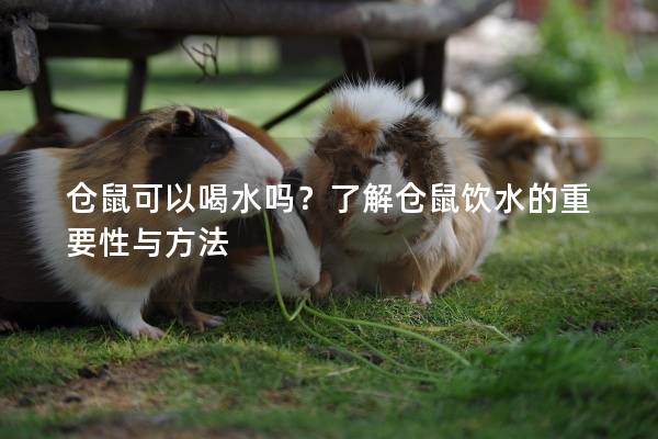 仓鼠可以喝水吗？了解仓鼠饮水的重要性与方法