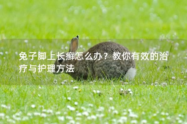兔子脚上长癣怎么办？教你有效的治疗与护理方法