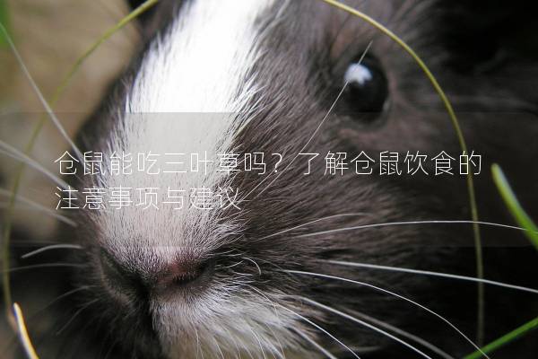 仓鼠能吃三叶草吗？了解仓鼠饮食的注意事项与建议