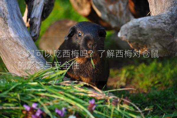 仓鼠可以吃西梅吗？了解西梅对仓鼠的影响与安全性