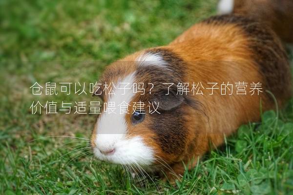 仓鼠可以吃松子吗？了解松子的营养价值与适量喂食建议