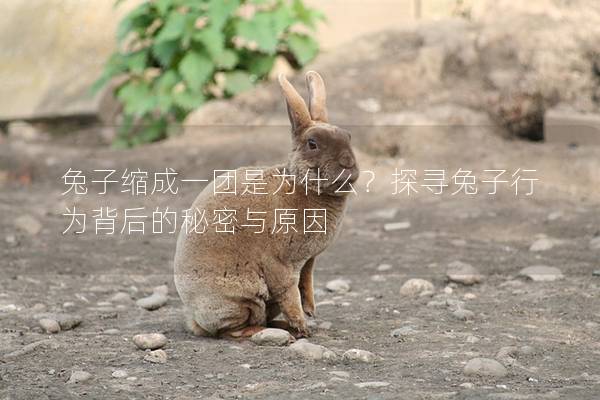 兔子缩成一团是为什么？探寻兔子行为背后的秘密与原因