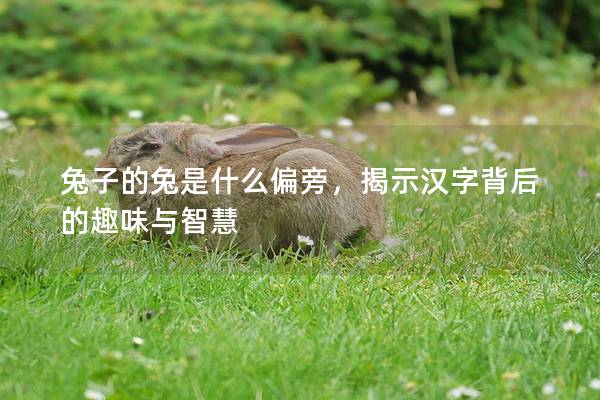 兔子的兔是什么偏旁，揭示汉字背后的趣味与智慧