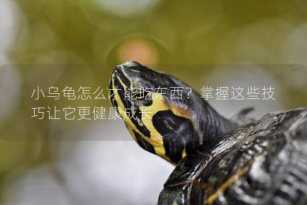 小乌龟怎么才能吃东西？掌握这些技巧让它更健康成长