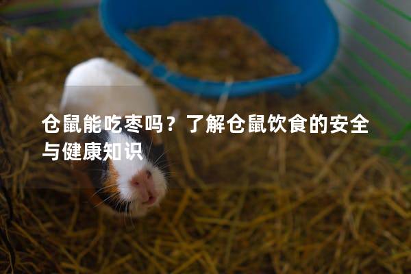 仓鼠能吃枣吗？了解仓鼠饮食的安全与健康知识