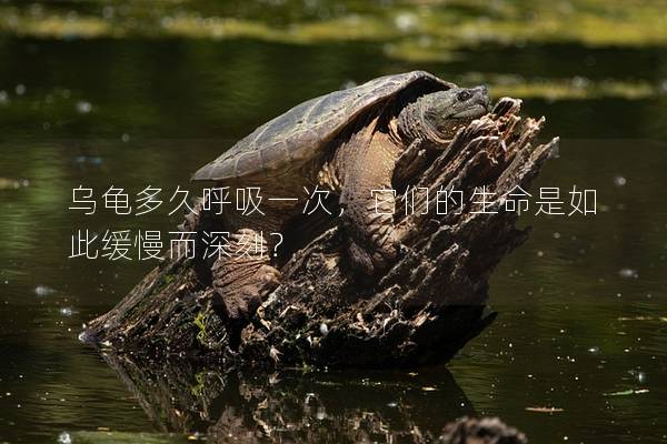 乌龟多久呼吸一次，它们的生命是如此缓慢而深刻？