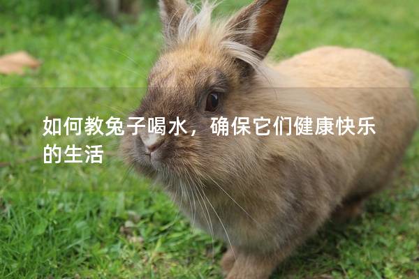 如何教兔子喝水，确保它们健康快乐的生活