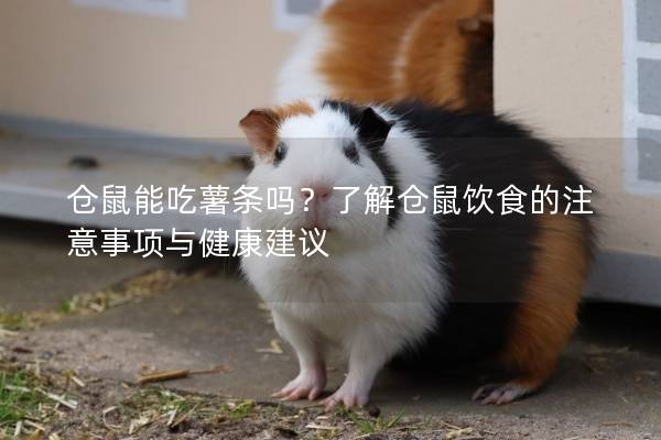 仓鼠能吃薯条吗？了解仓鼠饮食的注意事项与健康建议