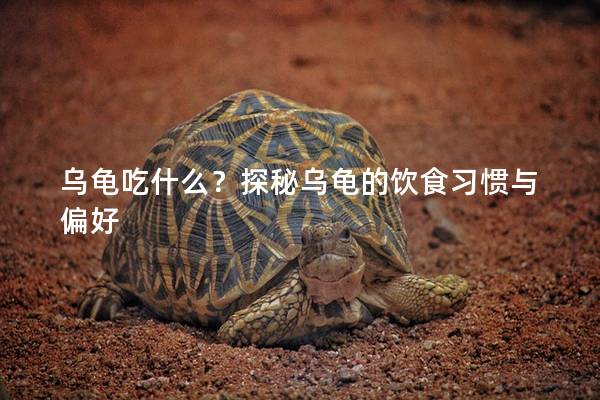 乌龟吃什么？探秘乌龟的饮食习惯与偏好