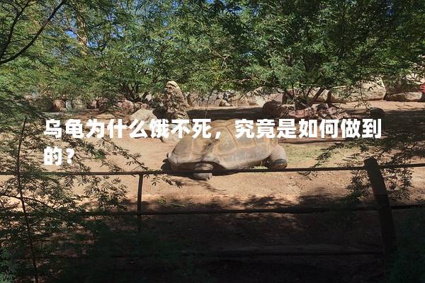 乌龟为什么饿不死，究竟是如何做到的？