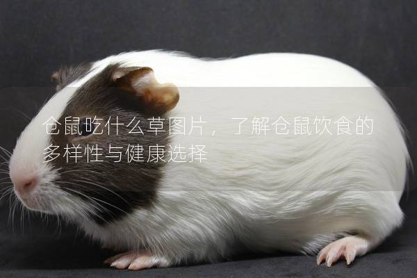 仓鼠吃什么草图片，了解仓鼠饮食的多样性与健康选择