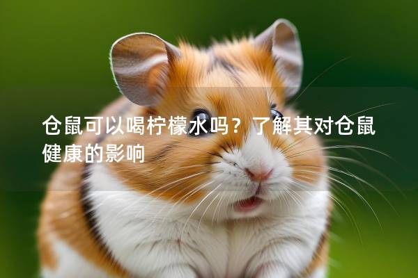 仓鼠可以喝柠檬水吗？了解其对仓鼠健康的影响