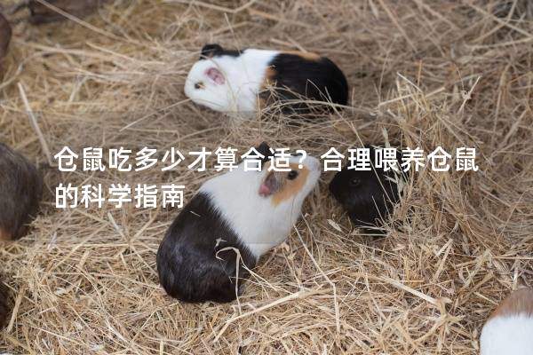 仓鼠吃多少才算合适？合理喂养仓鼠的科学指南