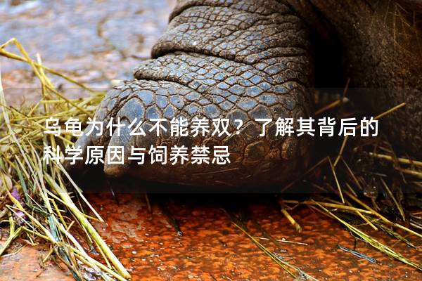 乌龟为什么不能养双？了解其背后的科学原因与饲养禁忌