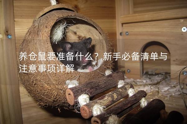 养仓鼠要准备什么？新手必备清单与注意事项详解