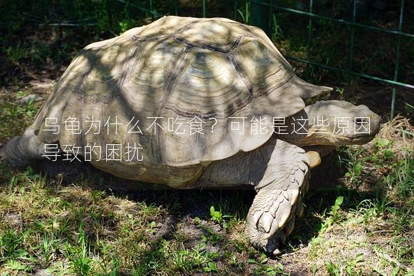 乌龟为什么不吃食？可能是这些原因导致的困扰