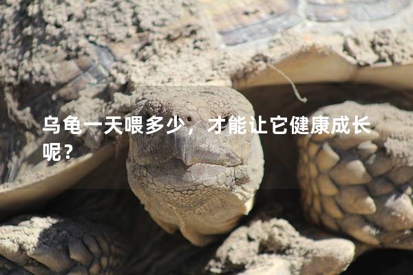 乌龟一天喂多少，才能让它健康成长呢？