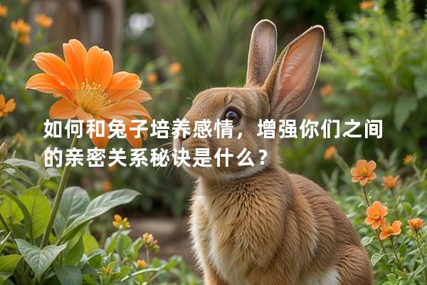 如何和兔子培养感情，增强你们之间的亲密关系秘诀是什么？