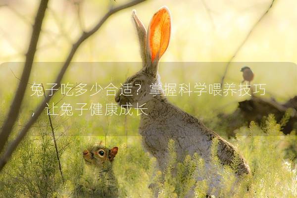 兔子吃多少合适？掌握科学喂养技巧，让兔子健康成长