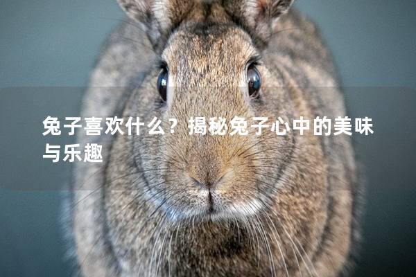 兔子喜欢什么？揭秘兔子心中的美味与乐趣