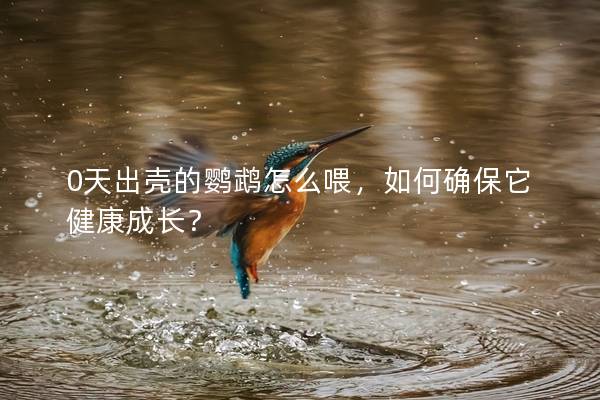 0天出壳的鹦鹉怎么喂，如何确保它健康成长？