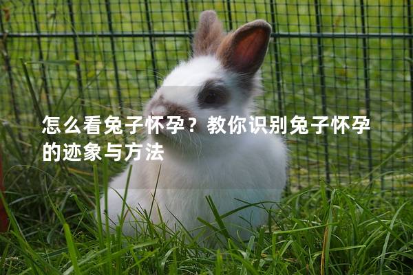 怎么看兔子怀孕？教你识别兔子怀孕的迹象与方法