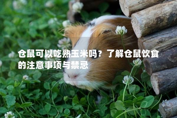 仓鼠可以吃熟玉米吗？了解仓鼠饮食的注意事项与禁忌