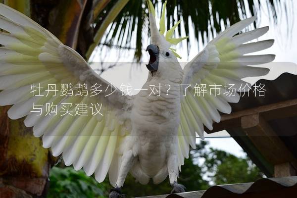 牡丹鹦鹉多少钱一对？了解市场价格与购买建议