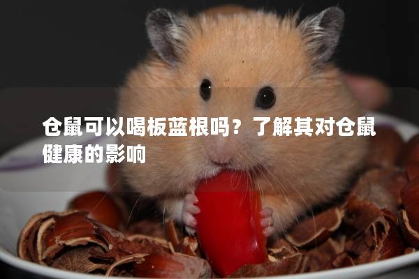仓鼠可以喝板蓝根吗？了解其对仓鼠健康的影响