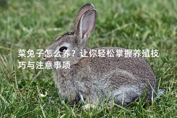 菜兔子怎么养？让你轻松掌握养殖技巧与注意事项