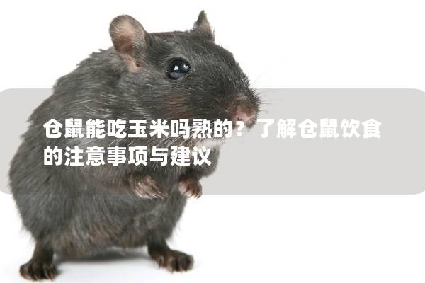仓鼠能吃玉米吗熟的？了解仓鼠饮食的注意事项与建议