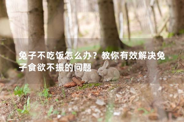 兔子不吃饭怎么办？教你有效解决兔子食欲不振的问题