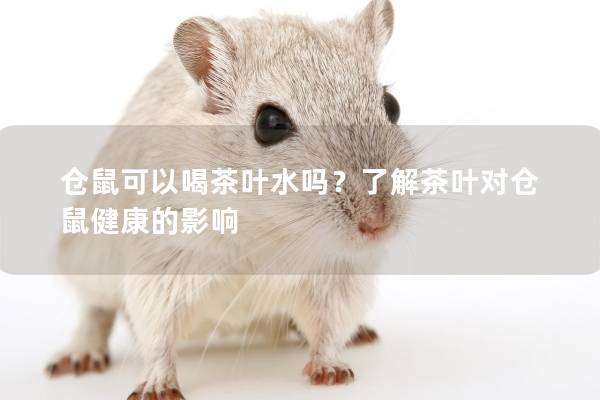 仓鼠可以喝茶叶水吗？了解茶叶对仓鼠健康的影响
