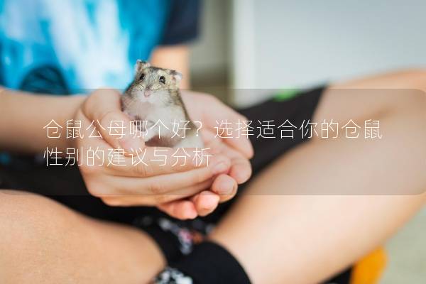 仓鼠公母哪个好？选择适合你的仓鼠性别的建议与分析