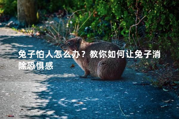 兔子怕人怎么办？教你如何让兔子消除恐惧感