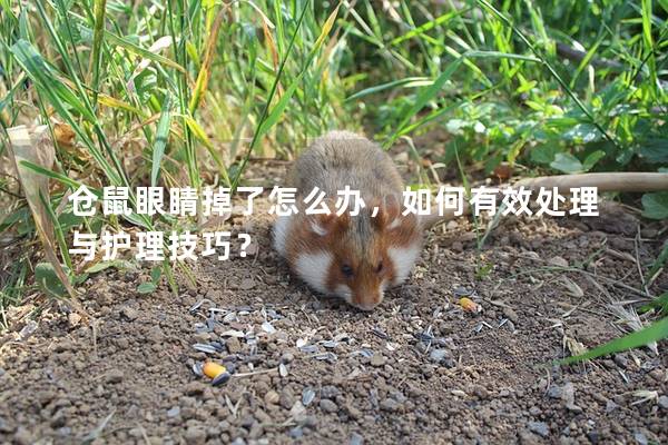 仓鼠眼睛掉了怎么办，如何有效处理与护理技巧？