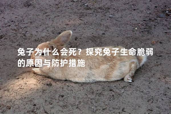 兔子为什么会死？探究兔子生命脆弱的原因与防护措施