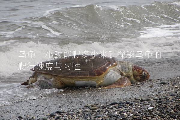 乌龟一小时能爬多少米？探秘乌龟的爬行速度与习性