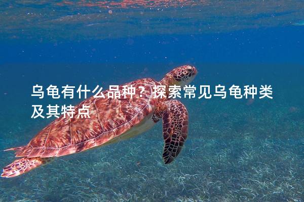 乌龟有什么品种？探索常见乌龟种类及其特点