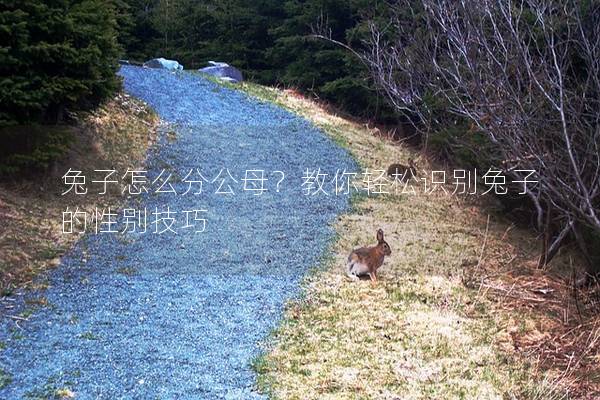 兔子怎么分公母？教你轻松识别兔子的性别技巧