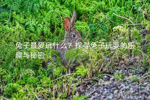兔子最爱玩什么？探寻兔子玩耍的乐趣与秘密
