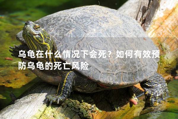 乌龟在什么情况下会死？如何有效预防乌龟的死亡风险