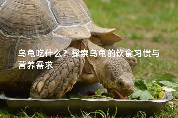 乌龟吃什么？探索乌龟的饮食习惯与营养需求