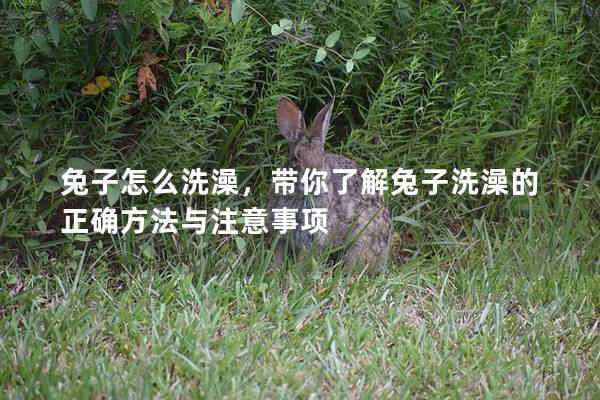 兔子怎么洗澡，带你了解兔子洗澡的正确方法与注意事项