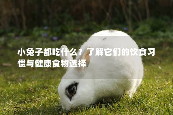 小兔子都吃什么？了解它们的饮食习惯与健康食物选择