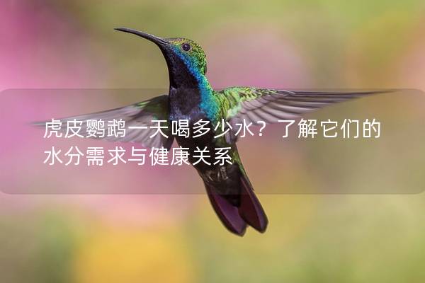 虎皮鹦鹉一天喝多少水？了解它们的水分需求与健康关系