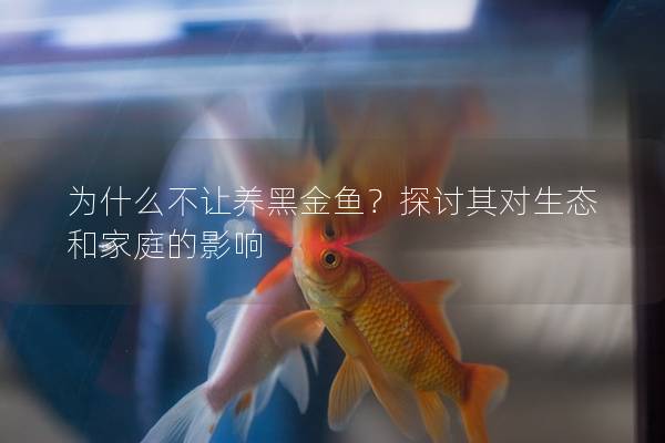 为什么不让养黑金鱼？探讨其对生态和家庭的影响