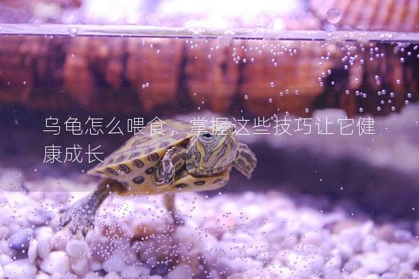 乌龟怎么喂食，掌握这些技巧让它健康成长