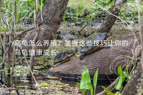 乌龟怎么养殖？掌握这些技巧让你的乌龟健康成长